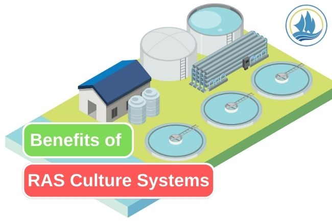 8 Advantages of RAS as a Fish Culture Systems 